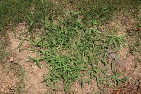 Have you ever wondered how crabgrass preventer actually works. Pre Emergent When To Apply Walter Reeves The Georgia Gardener