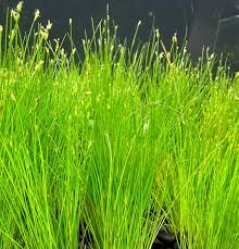 How To Plant Dwarf Hair Grass – Petnanny Store