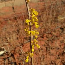 Image result for Coleus esculentus