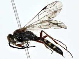 Image result for Neobolusia