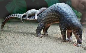 Pangolins Are Among the Most Trafficked of Mammals | The Times in ...