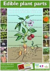 Edible Plant Parts Teacher Guide Organic Gardening