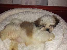 Check spelling or type a new query. Shih Tzu Pregnancy Week By Week Symptoms Calendar And Stages