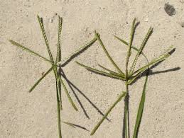 Image result for Eleusine coracana