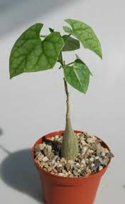 Image result for Gerrardanthus lobatus