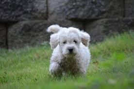 Logically then, labradoodle puppies in south carolina can help the state get back in shape. Labradoodle For Sale South Carolina