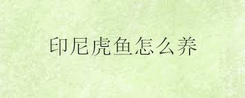 We did not find results for: å°å°¼è™Žé±¼æ€Žä¹ˆå…» åœŸæµç½'