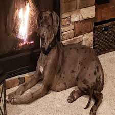 Find great danes for sale in colorado springs on oodle classifieds. Dog Adoption In Colorado Springs Co 80921 Great Dane Dog Ripley