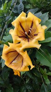 Image result for Solandra maxima