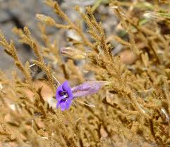 Image result for Anticharis