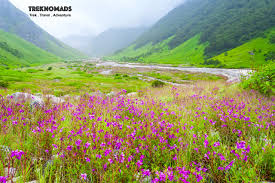 We did not find results for: Valley Of Flowers Trek Opening Dates For 2021 Announced