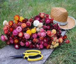 Mebotany On Instagram Strawflowers Strawflowers Flowers Flowerstagram Flower Strawflower Driedflowers Driedflower Driedflowerbouquet
