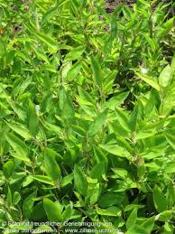 Image result for Shibataea kumasasa