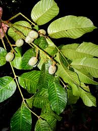 Image result for Trichilia