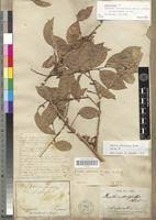 Image result for Opilia amentacea