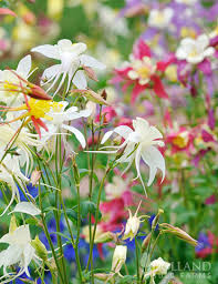 Image result for Aquilegia vulgaris Tower Mix
