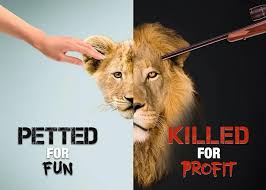 Image result for tourist cub cuddling in africa