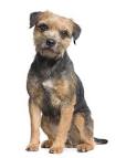 Border Terrier Puppies for Sale from Reputable Dog Breeders