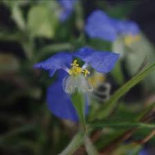 Image result for Commelina reptans
