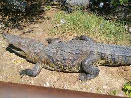 Asimismo, ante la inusual aparición, las personas que se encontraban realizando ejercicio en el área fueron quienes llamaron al 911 para emitir el reporte. Haran Censo De Cocodrilos De La Laguna Del Carpintero Enlineadirecta Info