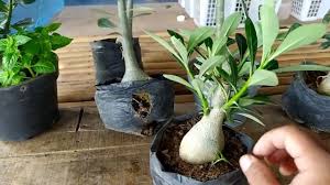 Gingko sering digunakan masyarakat jepang untuk merawat kecantikan dan. Tanaman Yang Cepat Tumbuh Dalam 1 Minggu Edukasi Lif Co Id