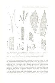 Image result for Vittaria isoetifolia