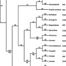 Image result for Magnistipula sapinii