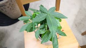 パキラの育て方 植え替えや冬を越えるコツは 室内で育てやすい Horti ホルティ By Greensnap