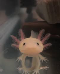 This Is My Baby Axolotl Honey Lemon Zoom Animals Axolotl Baby Honey Lemon Https Putmelike Com This Is My Bab Axolotl Cute Axolotl Cute Reptiles