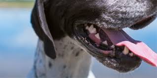 Irgendwo nichts verloren haben (umgangssprachlich; Zahnpflege Beim Hund Wie Man Die Zahne Des Hundes Gesund Halt Eukanuba