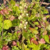 Image result for Heuchera cylindrica Greenfinch