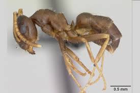 The worker ants are the ones you see in your house. Infestation Of Super Ants Known To Eat Through Electrical Cables Found In North London Home London Evening Standard Evening Standard