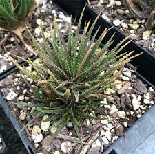 Check spelling or type a new query. 7 Jenis Aloe Vera Yang Harus Kamu Tahu