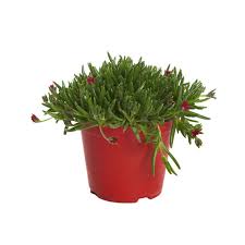 Image result for Aizoaceae