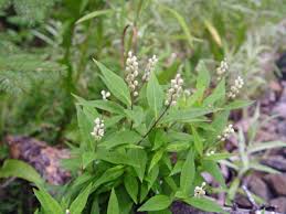 Image result for Polygala senensis