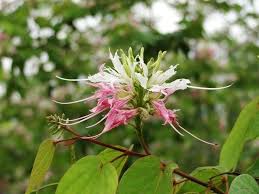Image result for Bauhinia bowkeri