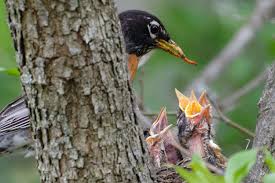 A bird is a bird, except when it's a nestling, hatchling, or fledgling. 12 Things You Didn T Know About Baby Birds
