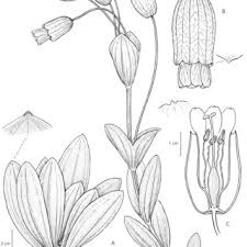 Image result for Exochaenium oliganthum