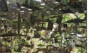 Image result for Graphorkis