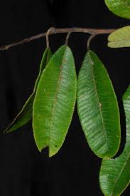 Image result for Ozoroa reticulata