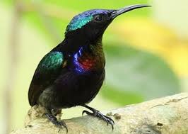 Maybe you would like to learn more about one of these? 8 Jenis Burung Kolibri Terbaik Yang Ada Di Indonesia Menawan