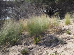 Image result for Aristida stipoides