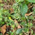 Image result for Dicliptera verticillata