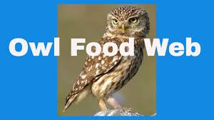 I thought it would be helpful to create a food web of the owl. Owl Food Web Youtube