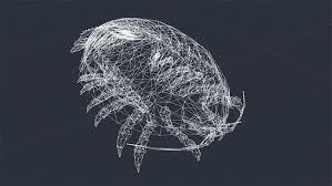 Giant Isopod Isopod Giant Animals Characters Giant Isopod Giant Animals Animals