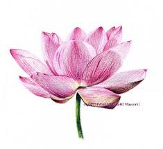 2013 07 27 Lotus 04 S Lotus Drawing Flower Art Flower Painting