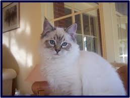 We are a cfa cattery of excellence and veterinarian approved. Seal Lynx Point Ragdoll Kitten Cute Cats Photos Gorgeous Cats Cool Cats
