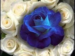 Buon compleanno con fiori blu. Bellissima Storia D Amore Di Due Amanti Youtube Con Immagini Immagini Di Fiori Rosa Blu Auguri Di Compleanno