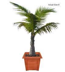 Bonsai Trees Plants Bonsai Tree Trees To Plant Coconut Palm Tree