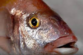 Breca O Pica Foto De Pescados La Chucha Pola De Siero Tripadvisor